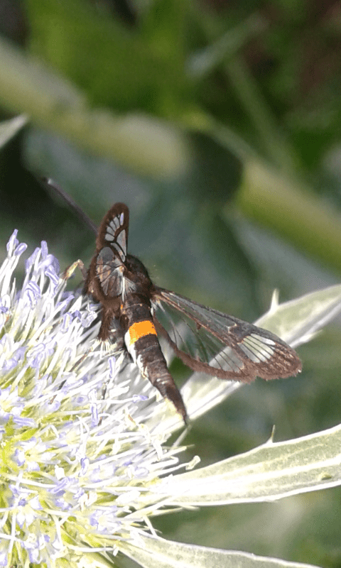 Sesiidae: Synanthedon myopaeformis ? S